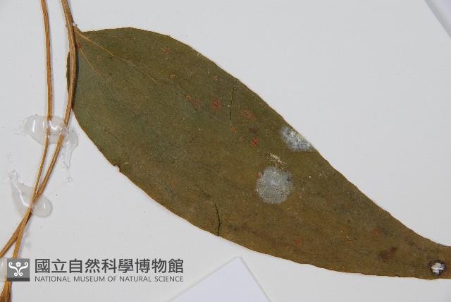 燕尾蕨藏品圖，第5張