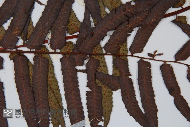 黑桫蕨藏品圖，第5張