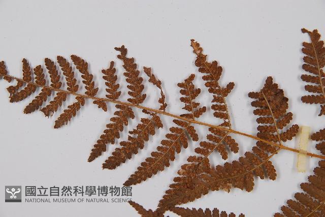 姬蕨藏品圖，第5張