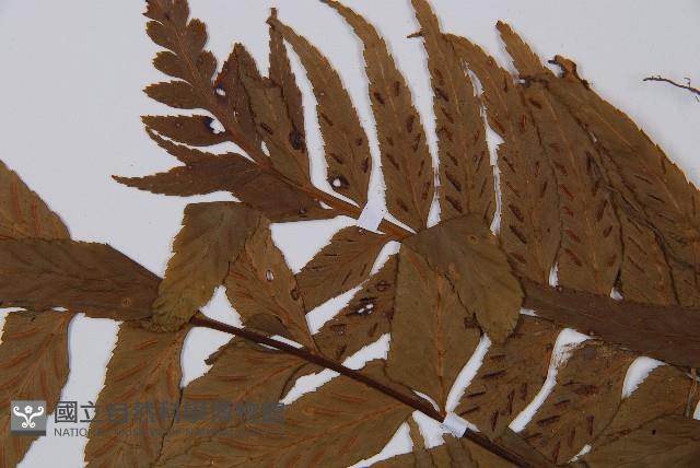 萊氏鐵角蕨藏品圖，第5張