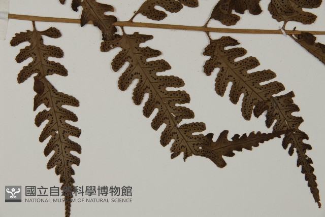 無苞蕨藏品圖，第8張