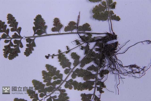 華中鐵角蕨藏品圖，第5張