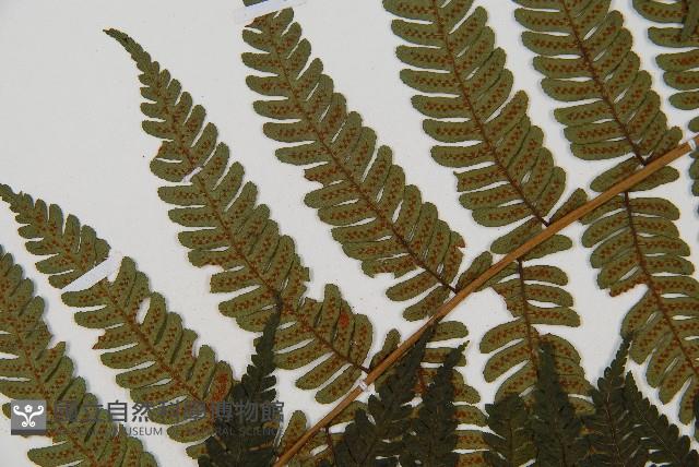 筆筒樹藏品圖，第5張