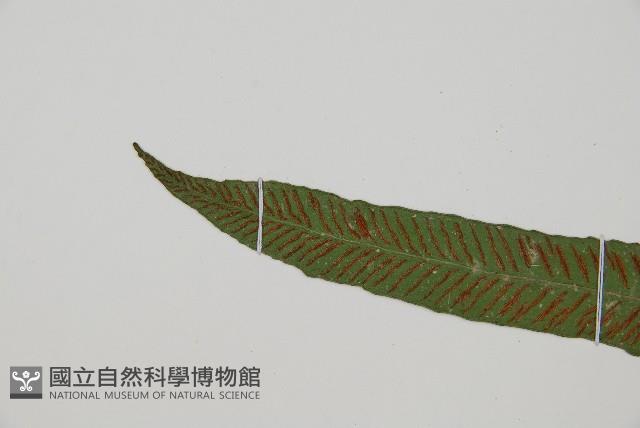 單葉雙蓋蕨藏品圖，第5張