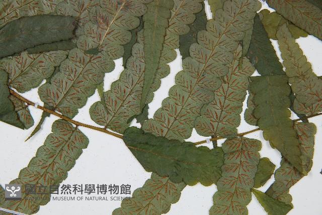 廣葉鋸齒雙蓋蕨藏品圖，第4張