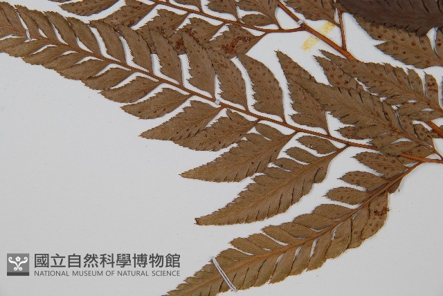 小葉複葉耳蕨藏品圖，第5張