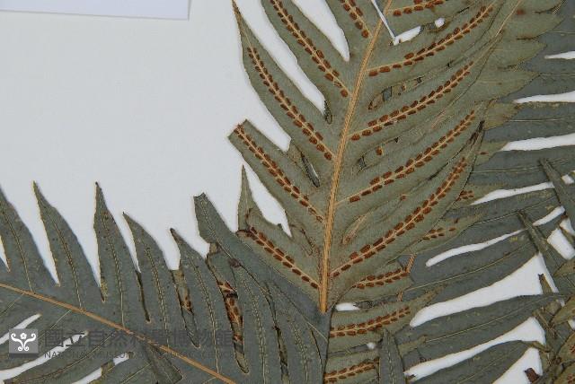 臺灣狗脊蕨藏品圖，第5張
