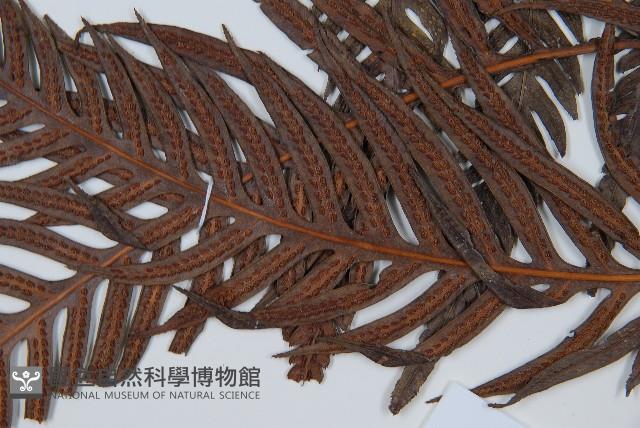 東方狗脊蕨藏品圖，第5張