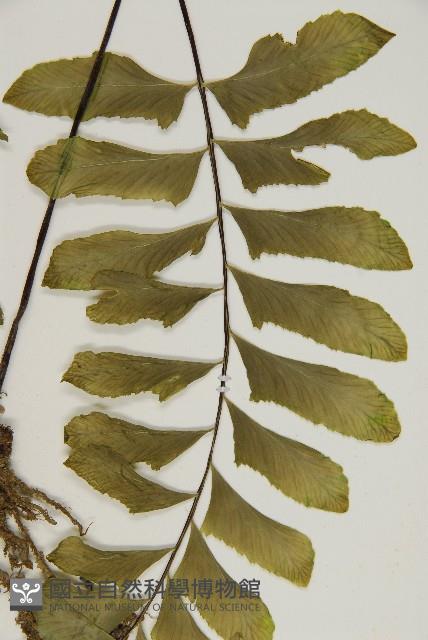 剪葉鐵角蕨藏品圖，第5張