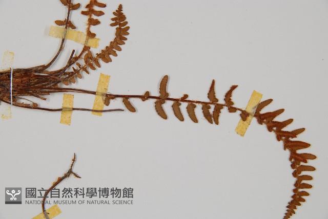 岩蕨藏品圖，第5張