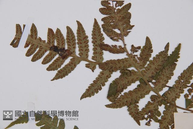 毛軸假蹄蓋蕨藏品圖，第4張