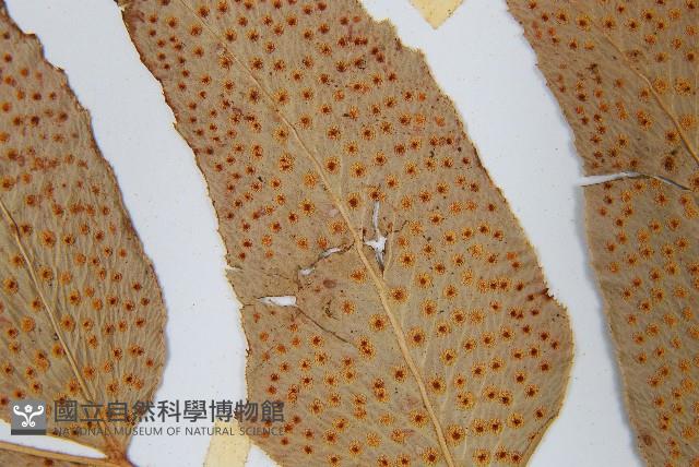 細齒貫眾蕨藏品圖，第5張
