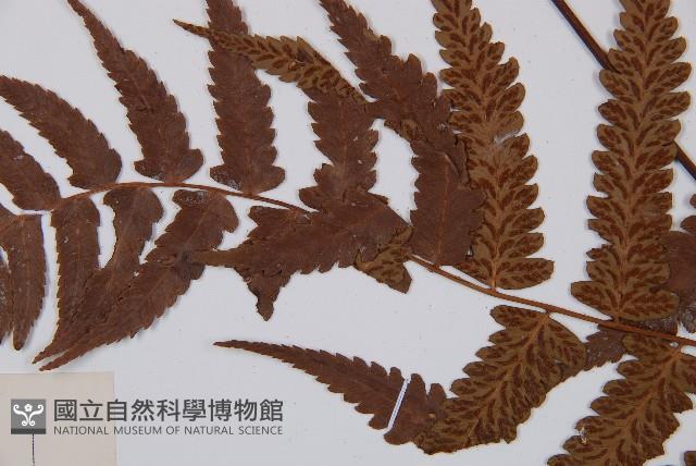 江南短腸蕨藏品圖，第5張