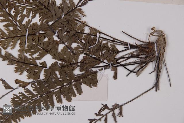 鞭葉鐵線蕨藏品圖，第4張