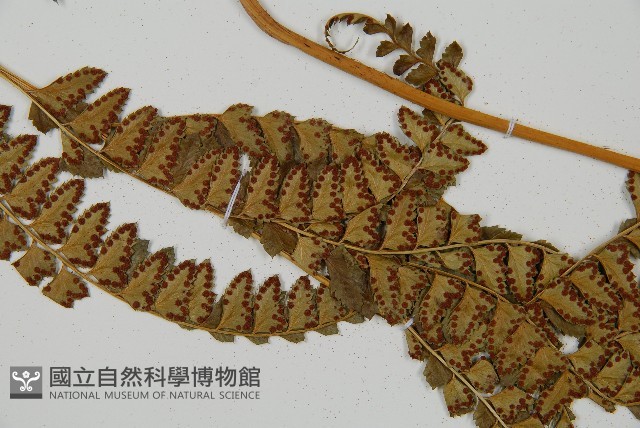 斜方複葉耳蕨藏品圖，第4張