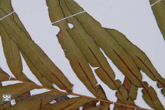 Oriental blechnum Collection Image, Figure 5, Total 5 Figures