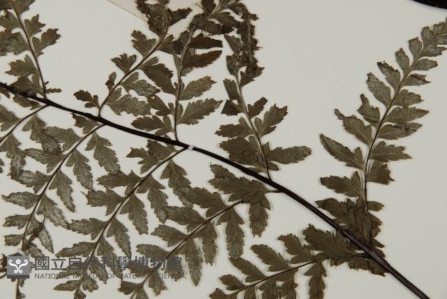 粉葉蕨藏品圖，第5張