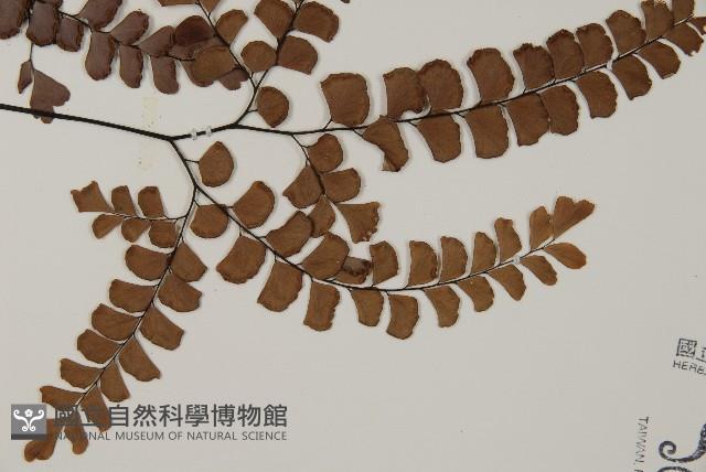 扇葉鐵線蕨藏品圖，第4張