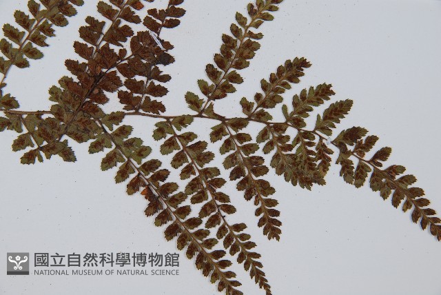 姬蹄蓋蕨藏品圖，第5張