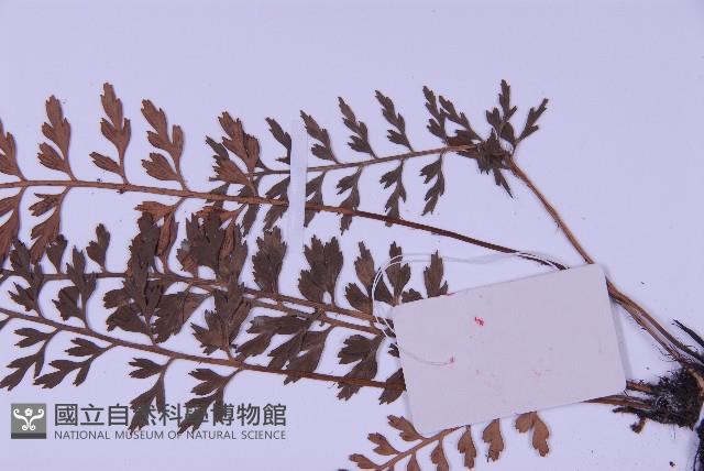 華中鐵角蕨藏品圖，第5張