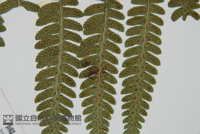 廣葉深山雙蓋蕨藏品圖，第5張