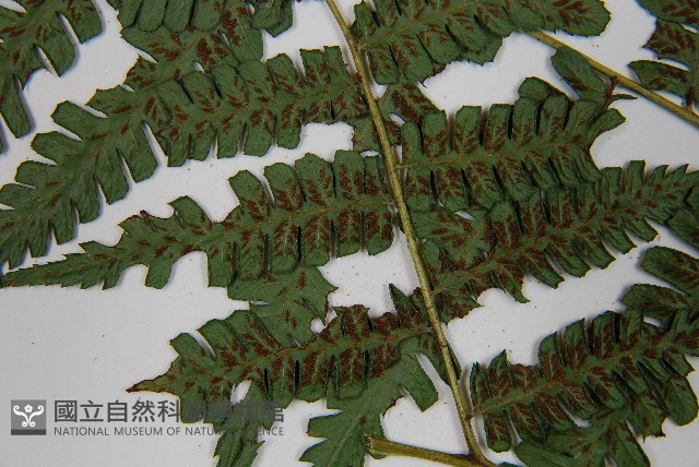 奄美雙蓋蕨藏品圖，第5張