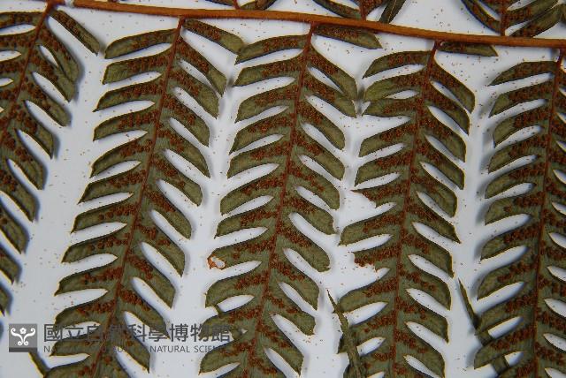 蘭嶼筆筒樹、蘭嶼桫欏藏品圖，第5張