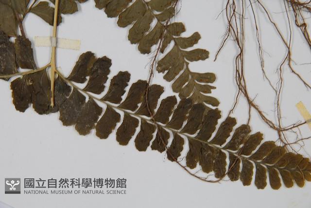 團羽鱗蓋蕨藏品圖，第5張