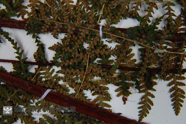 毛冷蕨藏品圖，第5張