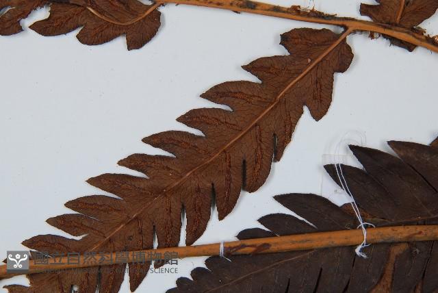 日本狗脊蕨藏品圖，第5張