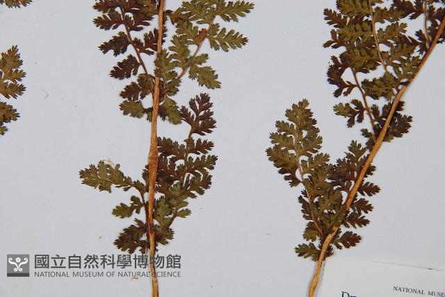 腺鱗毛蕨藏品圖，第5張