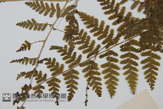 華南鱗蓋蕨藏品圖，第5張