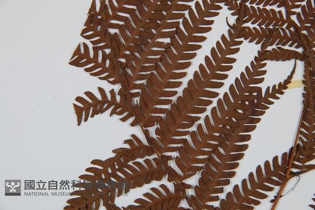 筆筒樹藏品圖，第4張