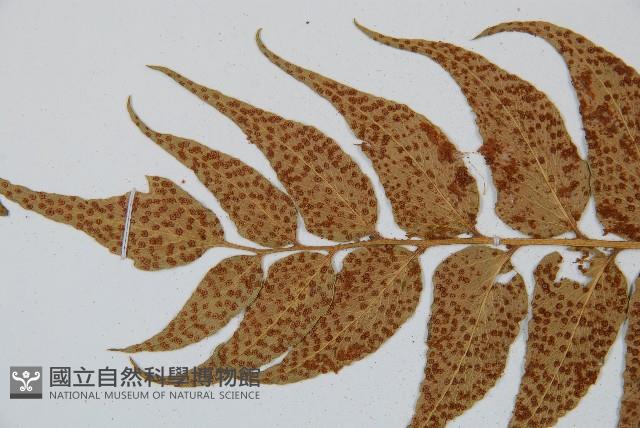 全緣貫眾蕨藏品圖，第5張