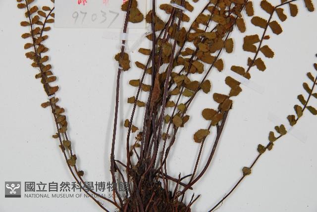 三翅鐵角蕨藏品圖，第5張