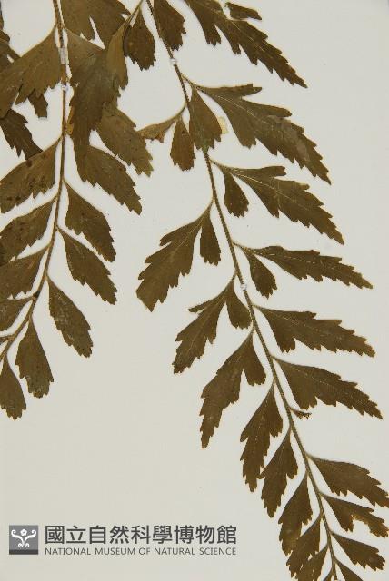 裂葉鐵角蕨藏品圖，第5張