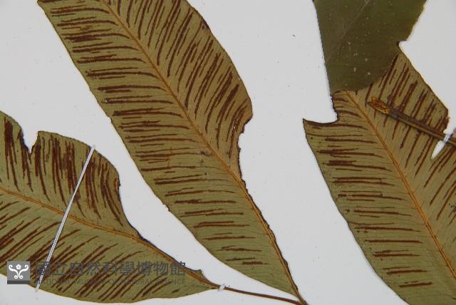 細柄雙蓋蕨藏品圖，第5張