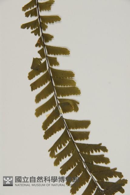 薄葉孔雀鐵角蕨、邊孢鐵角蕨藏品圖，第5張