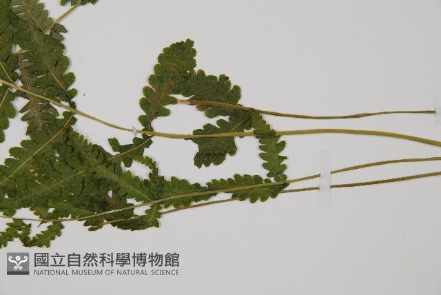 岩生蹄蓋蕨藏品圖，第1張