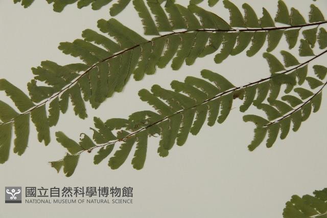 掌葉鐵線蕨藏品圖，第5張