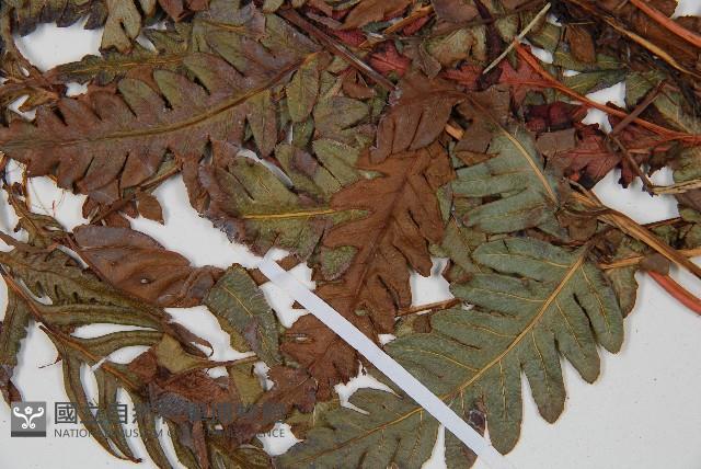 Accession Number:P006093 Collection Image, Figure 5, Total 5 Figures