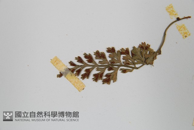 小葉鐵角蕨藏品圖，第5張