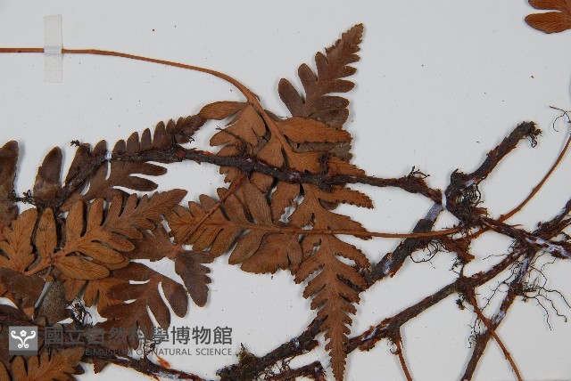 陰石蕨藏品圖，第5張