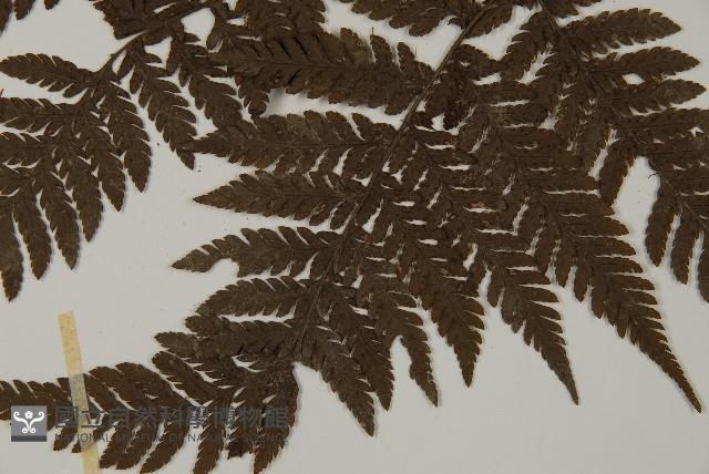 金毛蕨藏品圖，第5張