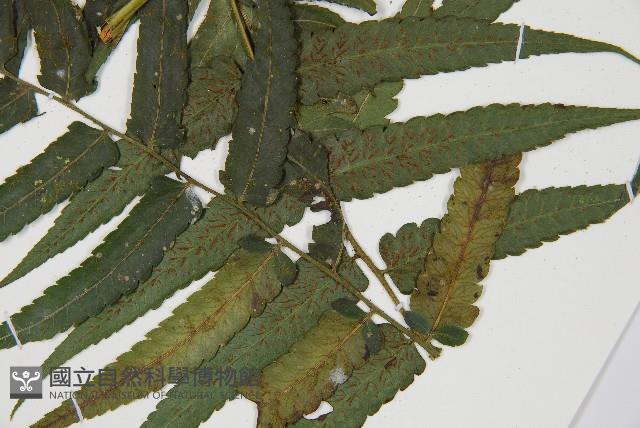 廣葉鋸齒雙蓋蕨藏品圖，第4張