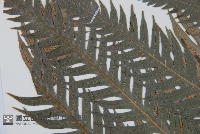 東方狗脊蕨藏品圖，第5張