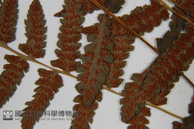 登錄號:P011393藏品圖，第5張