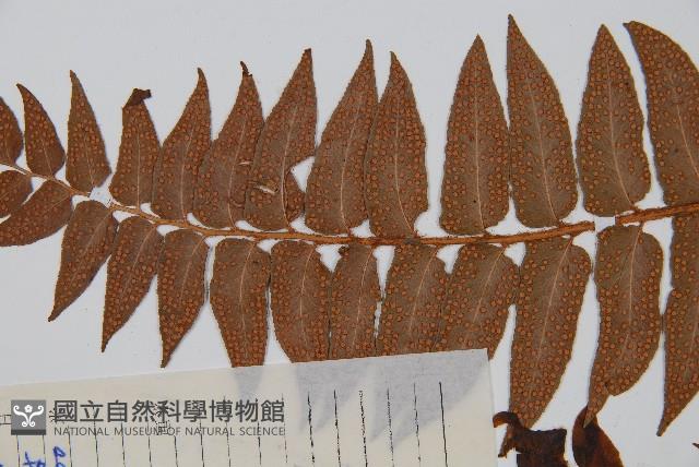 貫眾蕨藏品圖，第5張