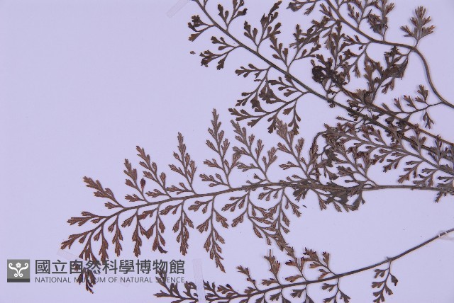 華中鐵角蕨藏品圖，第5張