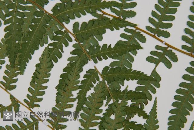 奄美雙蓋蕨藏品圖，第5張